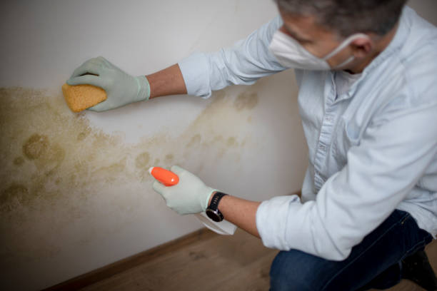 Attic Mold Removal in Mooreland, OK