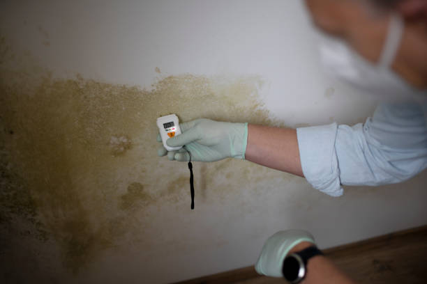 Best Certified Mold Removal  in Mooreland, OK