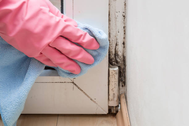 Best Mold Remediation  in Mooreland, OK